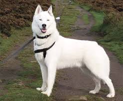 Pin On 1000 Best Names For Your Dogs