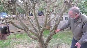 Prune trees and shrubs to prevent growth problems and maintain health and beauty. How To Prune Figs In A Cool Climate For First Breba Crop Fig Production Youtube