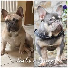 He is a lilac fawn (ddbbayay kyky). Lilac Fawn French Bulldogs For Sale Tonypandy Neath Port Talbot Pets4homes