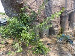 Image result for Grewia sulcata