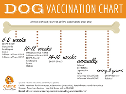 Which Dog Vaccinations Are Necessary Caninejournal Com