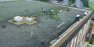 Ask Betty Green Roofs And Textile Recycling Green Roof Roof