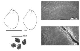 Image result for Pseudoprosopis