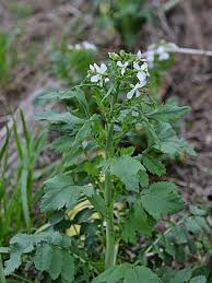 ダイコン Raphanus Sativus アブラナ科 Brassicaceae Crucifera ダイコン属 三河の植物観察