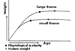 Frame Scoring Of Beef Cattle