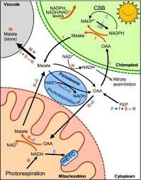We did not find results for: Revisiting Energy Flow In Photosynthetic Plant Cells