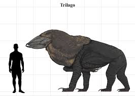 Image result for Exotheca