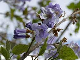 A wide variety of artificial lilac bush options there are 16 artificial lilac bush suppliers, mainly located in asia. Lilac Syringa Vulgaris Types How To Grow Care Florgeous
