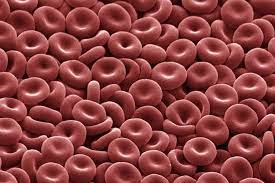 Bovine blood exhibits more anisocytosis of rbcs than is seen in other domestic animals. Red Blood Cells Function And Structure
