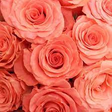 Maybe you would like to learn more about one of these? Amsterdam Hot Coral Pink Rose Coral Roses Coral Wedding Flowers Coral Flowers