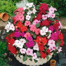 Image result for Impatiens wallerana