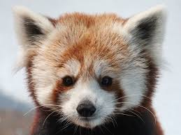 We would like to show you a description here but the site won't allow us. Birmingham Zoo Thrilled To Welcome New Red Panda Gizmo And Baby Howler Monkey Al Com
