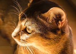 Cleaning your cat's ears does not require any special equipment. Why Are My Cat S Ears Brown Inside Cat Health Wellness Tips