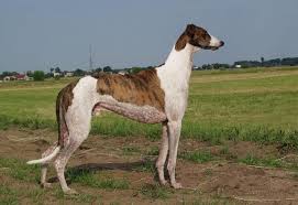 Chart Angielski Greyhound