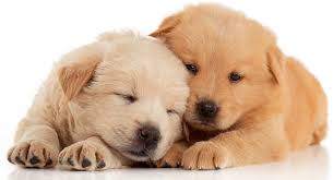 Getting a puppy is a big commitment in general. Top 10 Puppy Essentials What To Buy Before He Comes Home