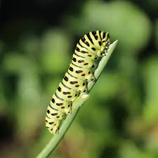 Black And White Striped Caterpillar With Yellow Belly Earthbox Insect Indentifier