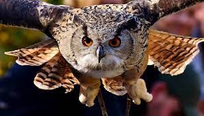 Maybe you would like to learn more about one of these? 5 Resiko Memelihara Burung Hantu Di Rumah Hobinatang