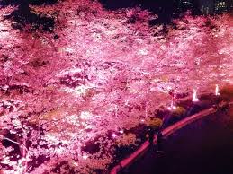 「旭山夜桜フリー画像」の画像検索結果
