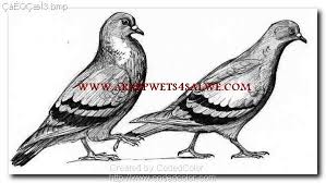 Maybe you would like to learn more about one of these? Ø®Ø·ÙˆØ§Øª ØªØ²Ø§ÙˆØ¬ Ø§Ù„Ø­Ù…Ø§Ù… Ø¨Ø§Ù„ØµÙˆØ±
