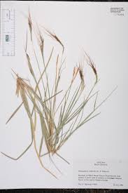 Image result for Heteropogon contortus
