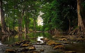 Maybe you would like to learn more about one of these? Beautiful Natural River Forest Wallpaper 2560x1600 1026039 Wallpaperup