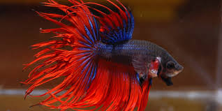 betta fish series types of betta fish the aquarium guide