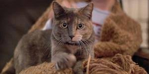 Por Que Mi Gato Hace Como Si Estuviera Amamantando Motivos Principales