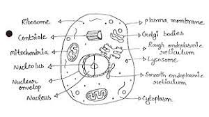 Maybe you would like to learn more about one of these? Simplest Way Of Drawing Animal Cell Diagram How To Draw Animal Cell In Easy Way Youtube