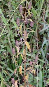 Image result for Cantinoa americana