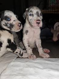 Why go to a dog breeder, cat breeder or pet store to buy a dog or buy a cat when you can adopt? Duke Of Diamonds Great Danes Home Facebook