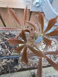 Image result for Pleioceras orientale