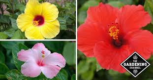 Consequently, do hibiscus plants come back every year? How To Grow Hibiscus Gardening Channel