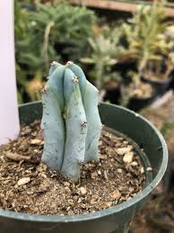 Image result for Myrtillocactus geometrizans