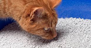 Bila sudah namanya kucing, anda tidak boleh melarang apa yang kucing ingin lakukan termasuklah jika kucing jiran atau kucing liar ingin tidur di atas kereta atau motosikal anda. 12 Cara Elak Kucing Kencing Merata Dan Hapuskan Bau Hancing