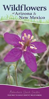 The flower is usually pink or purple, with a funnel shape that can be up to 3 inches wide. Wildflowers Of Arizona New Mexico Your Way To Easily Identify Wildflowers Adventure Quick Guides Miller George Oxford 9781591938170 Amazon Com Books