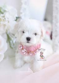Maltipoo puppies for sale in florida. White Maltipoo Puppies For Sale Teacup Puppies Boutique