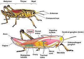 Siklus hidup aurelia aurita secara berurutan. Animalia Invertebrata Biology Quiz Quizizz