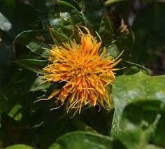 Carthamus Flower Uk Best Flower Wallpaper