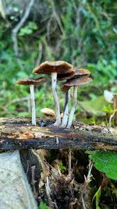 Image result for Phellinus rimosus