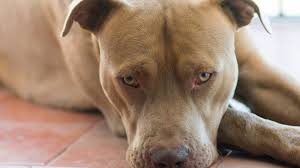 Find and adopt a pet on petfinder today. New Sc Law Would Require Pit Bulls To Get Fixed Chipped Wltx Com