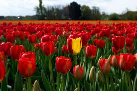 Are there tulips fields in amsterdam? How To See The Tulip Fields Near Amsterdam For Free By A Local