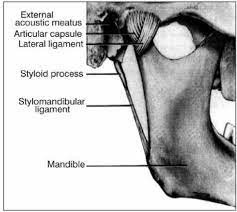 Osteonecrosis of the jaw (onj) is a rare but very serious disease that can affect both jaws. Ernest Syndrome Is This The Answer To Unresolved Tmj Facial Ear And Throat Pain Caring Medical Florida
