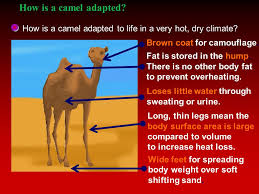 Other physical adaptations of the camel include wide feet for walking through the desert, long eyelashes to protect from sand storms and thin nostrils that prevent sand from entering the nasal passages. Adaptation L O To Understand How Plants And Animals Are Adapted For Survival Ppt Download