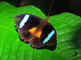 Image result for Nesaea polycephala