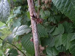 Image result for Raspberry spur blight