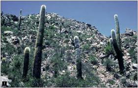 So cactus adaptations to collect water quickly and efficiently before the moisture evaporates away in the dry air are essential for the plant to survive. Living Under Temporarily Arid Conditions Succulence As An Adaptive Strategy