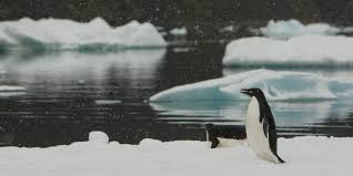 But the adélie penguin also really likes a rocky beach. Six Animals Affected By Climate Change Gvi Uk