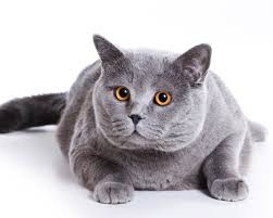 Pasalnya, cat ini sudah dijual di berbagai toko bangunan maupun situs jual beli online. Is Your Cat The Correct Weight