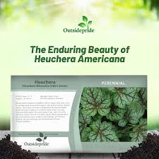 Image result for Pentas micrantha