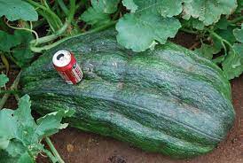 These two things will help the zucchini plant have an earlier and larger crop. Giant Zucchini Giantveggiegardener